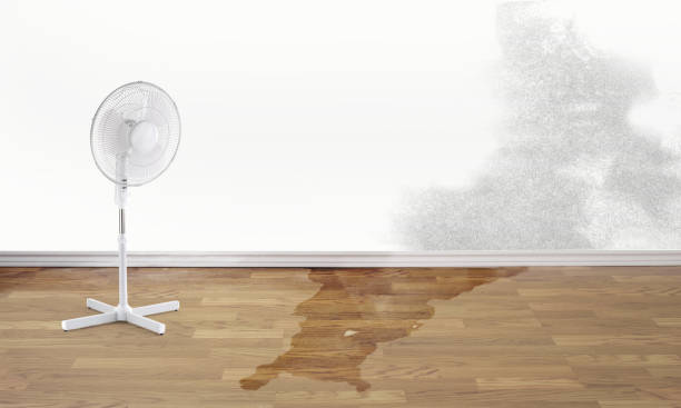 Best Local water damage restoration  in Citrus City, TX