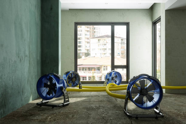 Best Professional water damage repair  in Citrus City, TX